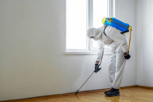 Best Termite Control Services  in Chaffee, MO
