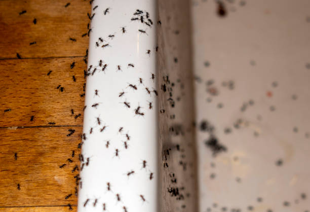 Best Commercial Pest Control Services  in Chaffee, MO